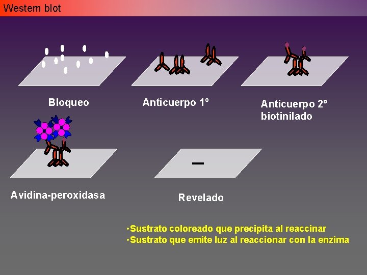 Western blot Bloqueo Avidina-peroxidasa Anticuerpo 1º Anticuerpo 2º biotinilado Revelado • Sustrato coloreado que Western blot Bloqueo Avidina-peroxidasa Anticuerpo 1º Anticuerpo 2º biotinilado Revelado • Sustrato coloreado que