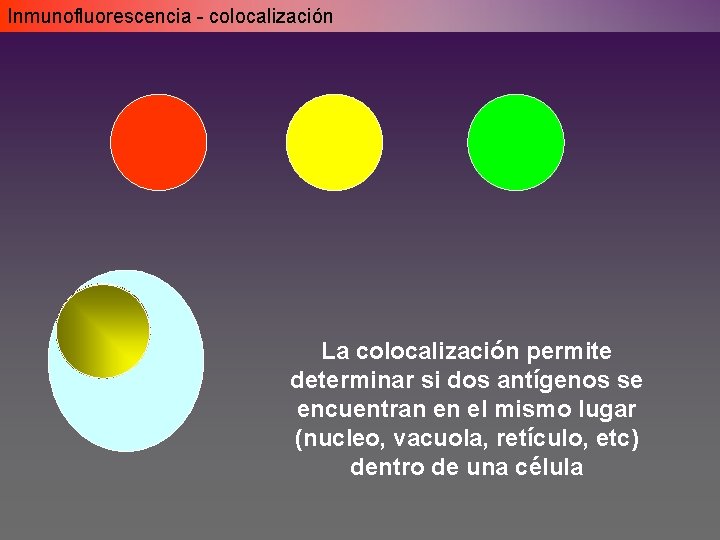Inmunofluorescencia - colocalización La colocalización permite determinar si dos antígenos se encuentran en el Inmunofluorescencia - colocalización La colocalización permite determinar si dos antígenos se encuentran en el