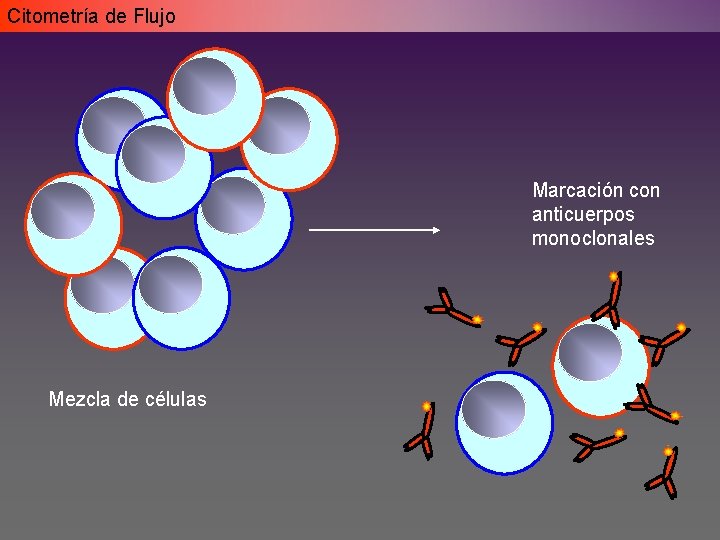 Citometría de Flujo Marcación con anticuerpos monoclonales Mezcla de células Citometría de Flujo Marcación con anticuerpos monoclonales Mezcla de células