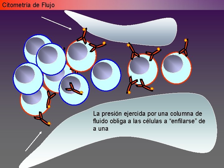 Citometría de Flujo La presión ejercida por una columna de fluido obliga a las Citometría de Flujo La presión ejercida por una columna de fluido obliga a las