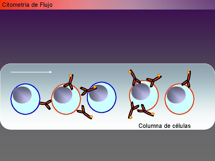 Citometría de Flujo Columna de células Citometría de Flujo Columna de células