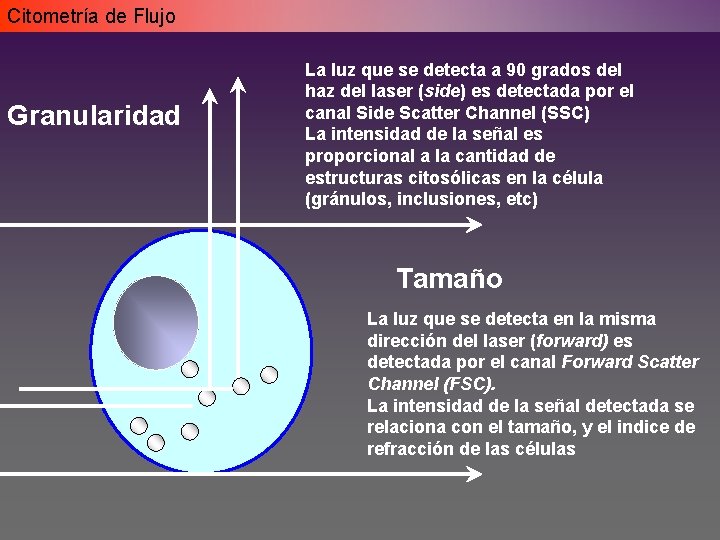 Citometría de Flujo Granularidad La luz que se detecta a 90 grados del haz Citometría de Flujo Granularidad La luz que se detecta a 90 grados del haz