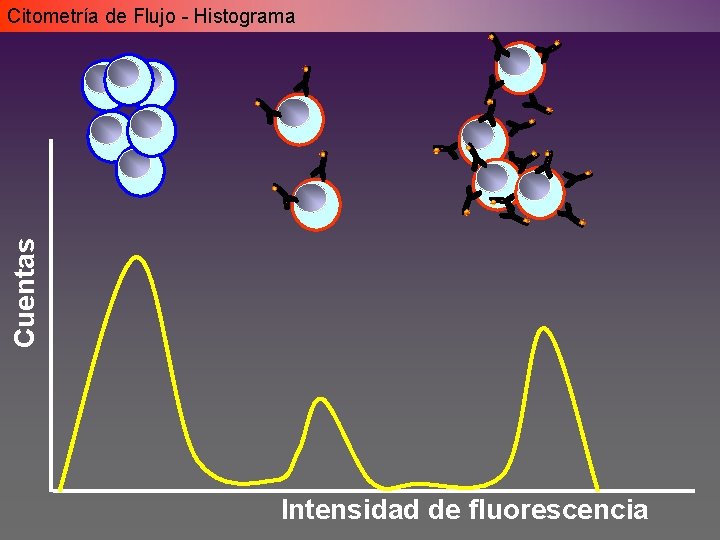 Cuentas Citometría de Flujo - Histograma Intensidad de fluorescencia Cuentas Citometría de Flujo - Histograma Intensidad de fluorescencia