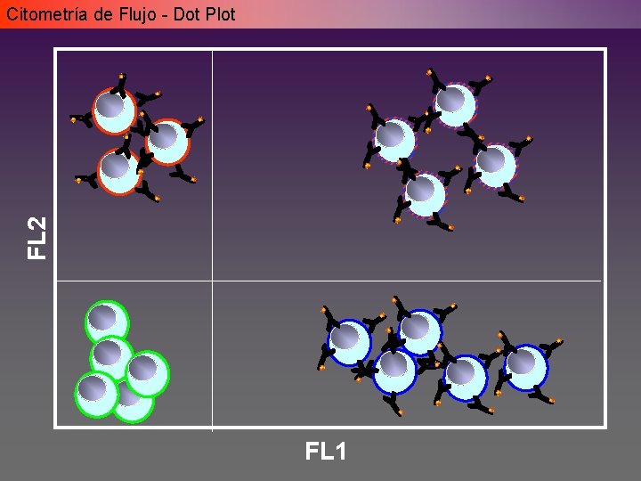 FL 2 Citometría de Flujo - Dot Plot FL 1 FL 2 Citometría de Flujo - Dot Plot FL 1