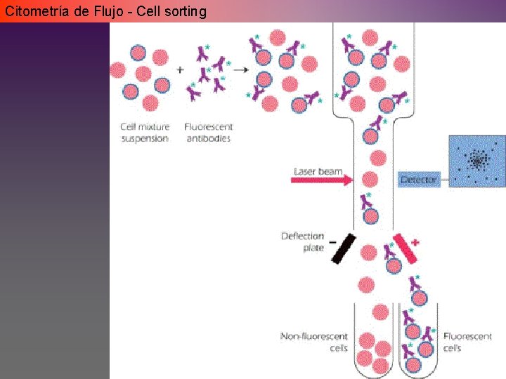 Citometría de Flujo - Cell sorting Citometría de Flujo - Cell sorting