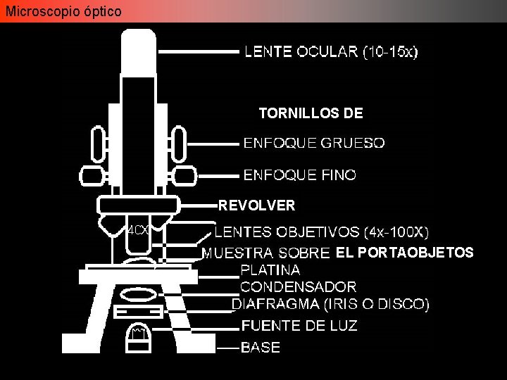 Microscopio óptico TORNILLOS DE REVOLVER EL PORTAOBJETOS Microscopio óptico TORNILLOS DE REVOLVER EL PORTAOBJETOS