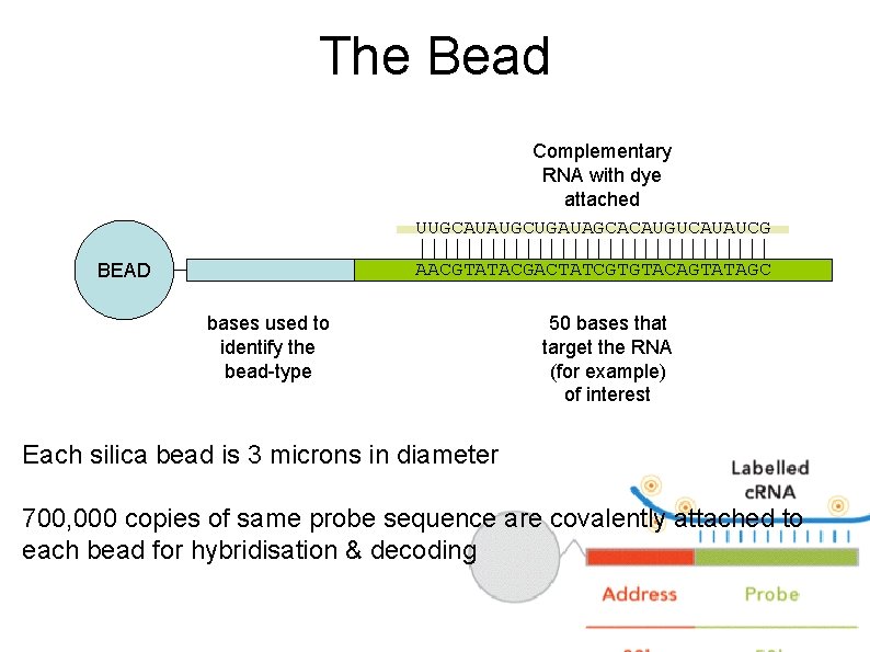 Microarray Design with an Illumina focus Andy Lynch