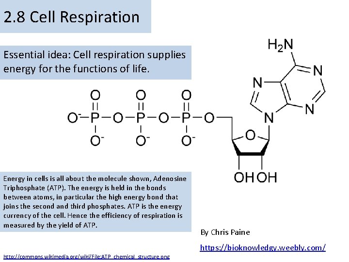 2. 8 Cell Respiration Essential idea: Cell respiration supplies energy for the functions of