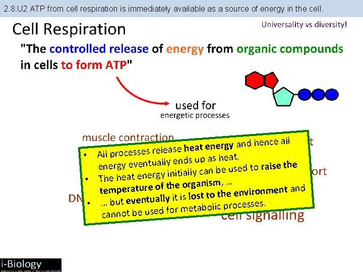 2. 8. U 2 ATP from cell respiration is immediately available as a source