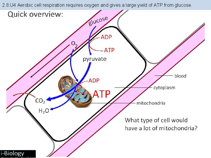 2. 8. U 4 Aerobic cell respiration requires oxygen and gives a large yield