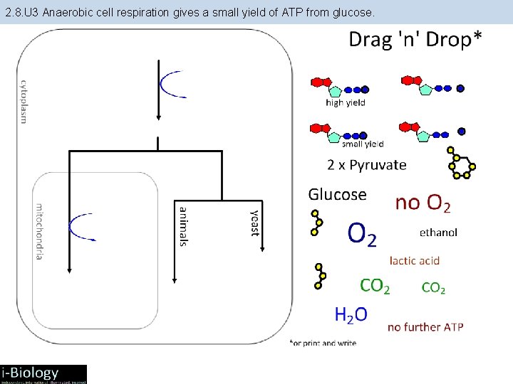 2. 8. U 3 Anaerobic cell respiration gives a small yield of ATP from