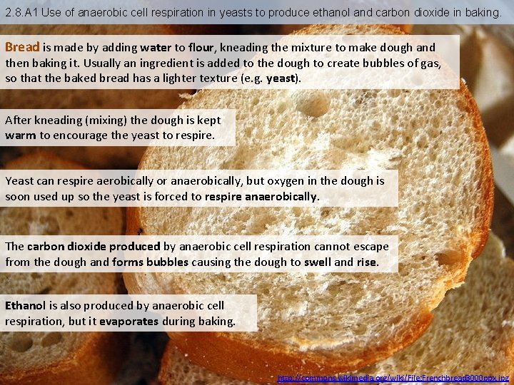 2. 8. A 1 Use of anaerobic cell respiration in yeasts to produce ethanol