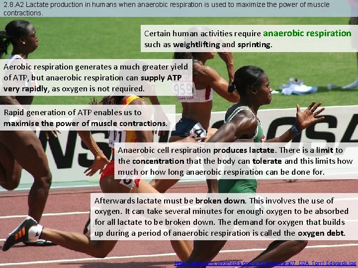 2. 8. A 2 Lactate production in humans when anaerobic respiration is used to