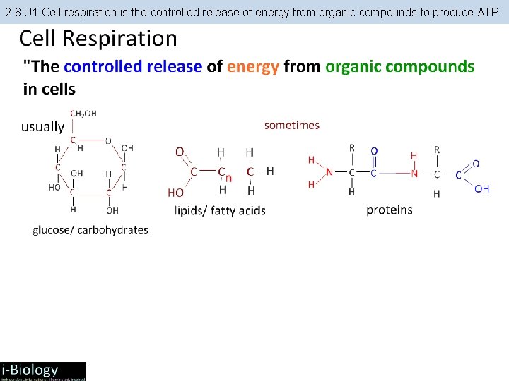 2. 8. U 1 Cell respiration is the controlled release of energy from organic