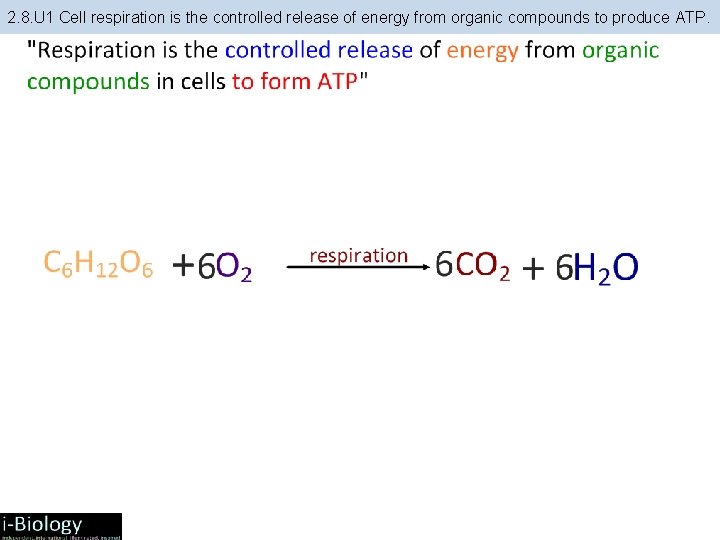 2. 8. U 1 Cell respiration is the controlled release of energy from organic