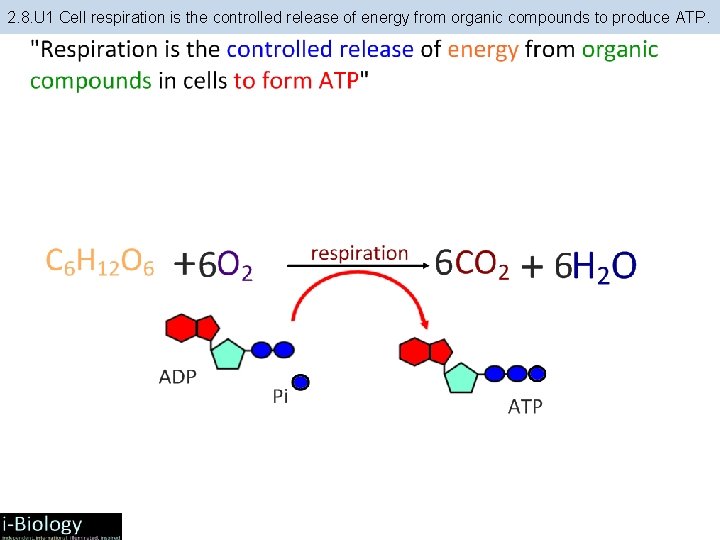 2. 8. U 1 Cell respiration is the controlled release of energy from organic