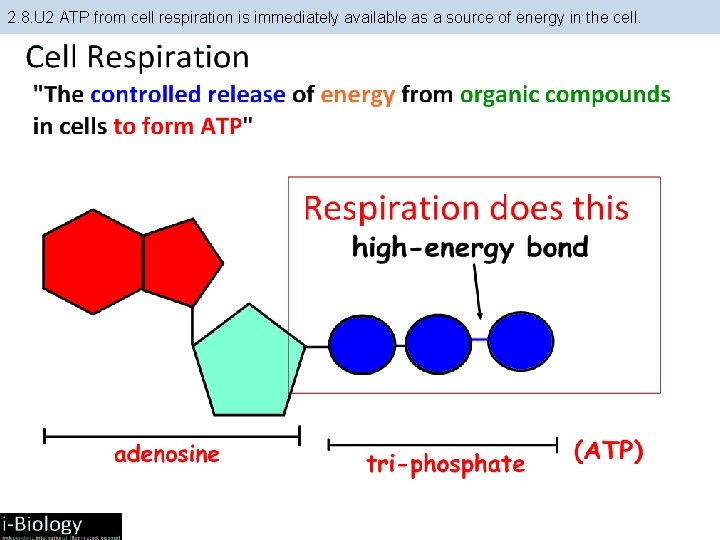 2. 8. U 2 ATP from cell respiration is immediately available as a source