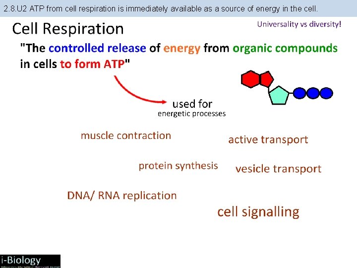 2. 8. U 2 ATP from cell respiration is immediately available as a source