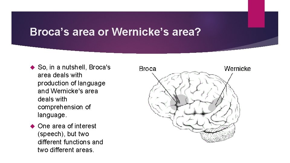 Broca’s area or Wernicke’s area? So, in a nutshell, Broca's area deals with production