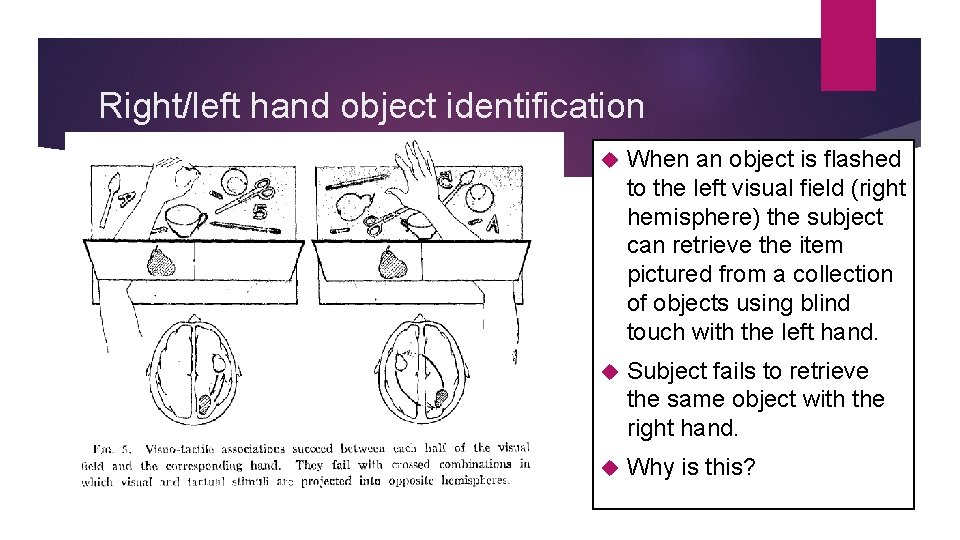 Right/left hand object identification When an object is flashed to the left visual field