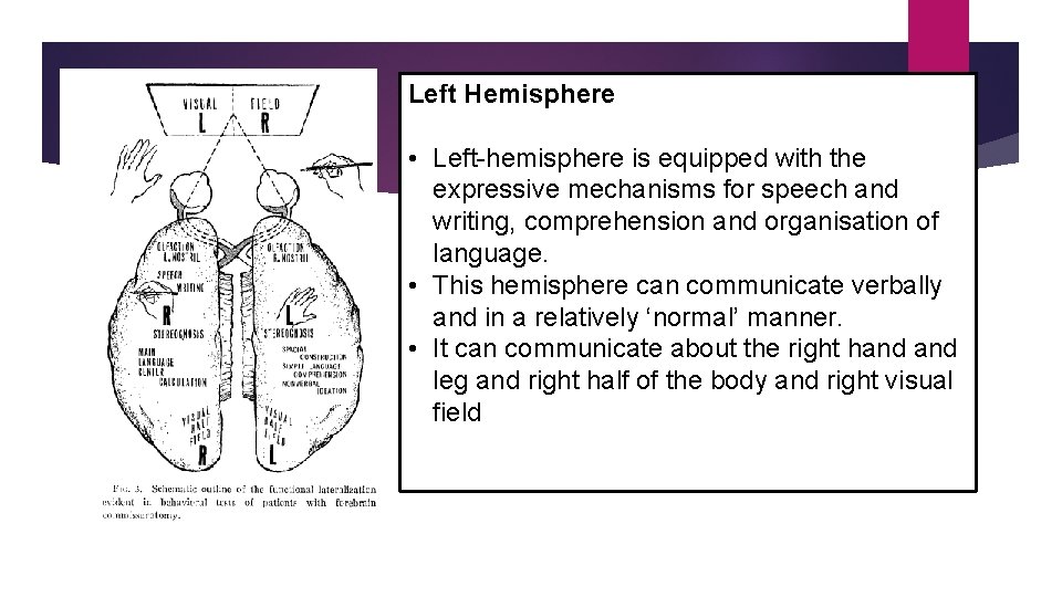 Left Hemisphere • Left-hemisphere is equipped with the expressive mechanisms for speech and writing,