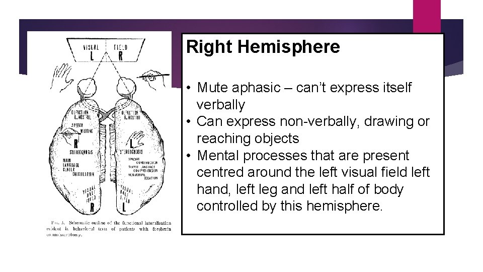 Right Hemisphere • Mute aphasic – can’t express itself verbally • Can express non-verbally,