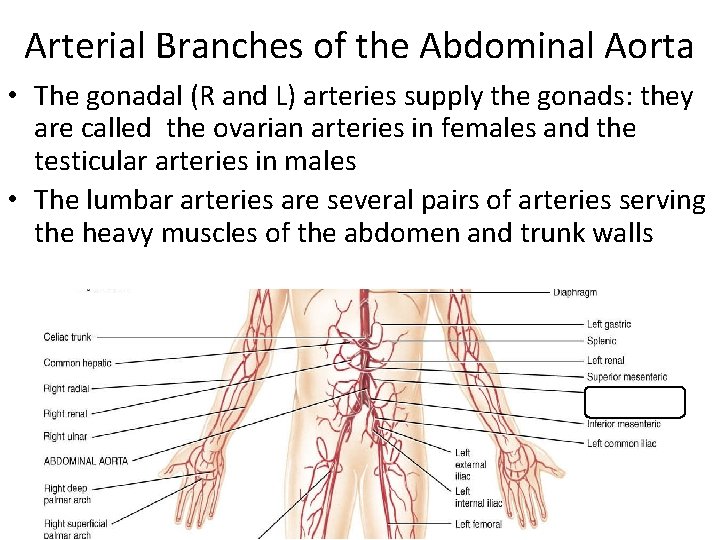 Arterial Branches of the Abdominal Aorta • The gonadal (R and L) arteries supply