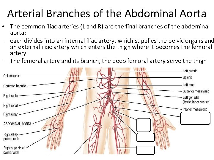 Arterial Branches of the Abdominal Aorta • The common iliac arteries (L and R)