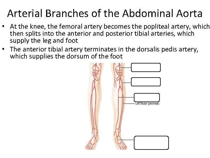 Arterial Branches of the Abdominal Aorta • At the knee, the femoral artery becomes