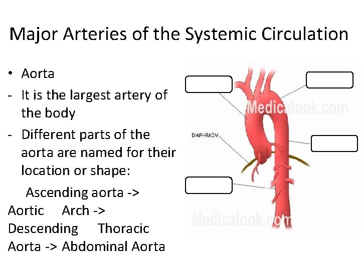 Major Arteries of the Systemic Circulation • Aorta - It is the largest artery