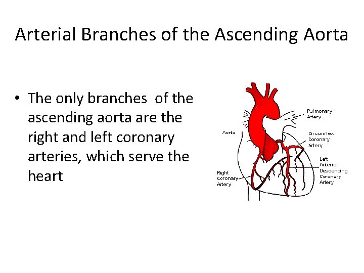 Arterial Branches of the Ascending Aorta • The only branches of the ascending aorta