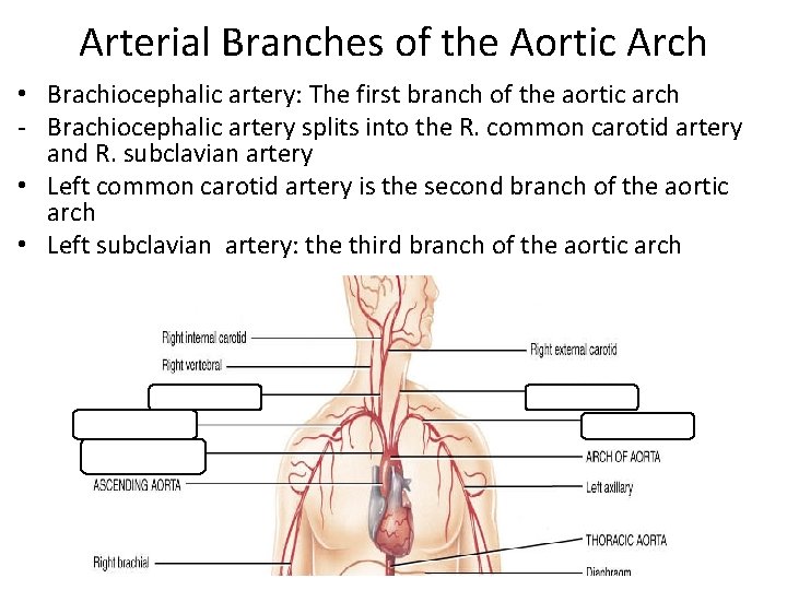 Arterial Branches of the Aortic Arch • Brachiocephalic artery: The first branch of the