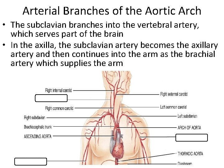 Arterial Branches of the Aortic Arch • The subclavian branches into the vertebral artery,