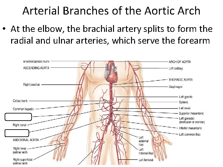 Arterial Branches of the Aortic Arch • At the elbow, the brachial artery splits