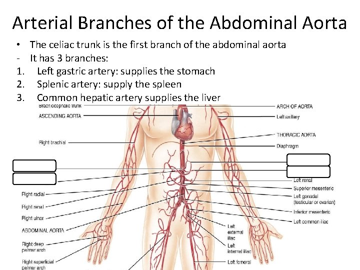 Arterial Branches of the Abdominal Aorta • The celiac trunk is the first branch