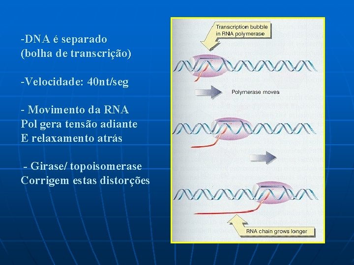 -DNA é separado (bolha de transcrição) -Velocidade: 40 nt/seg - Movimento da RNA Pol