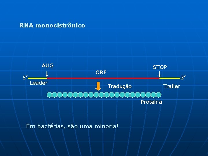 RNA monocistrônico AUG 5’ STOP ORF Leader 3’ Tradução Trailer Proteína Em bactérias, são