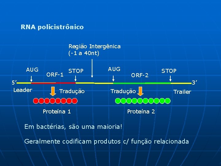 RNA policistrônico Região Intergênica (-1 a 40 nt) AUG 5’ Leader ORF-1 STOP AUG