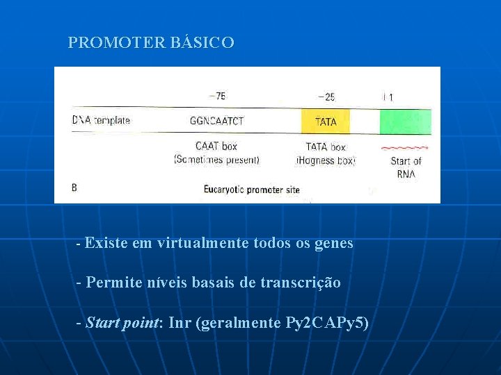 PROMOTER BÁSICO - Existe em virtualmente todos os genes - Permite níveis basais de