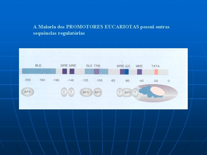 A Maioria dos PROMOTORES EUCARIOTAS possui outras sequências regulatórias 