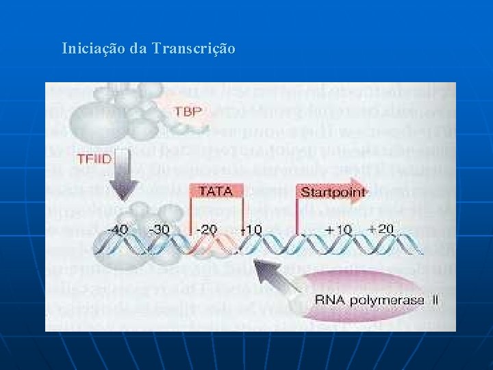 Iniciação da Transcrição 