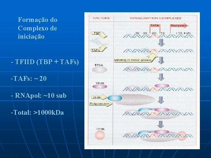 Formação do Complexo de iniciação - TFIID (TBP + TAFs) -TAFs: ~ 20 -