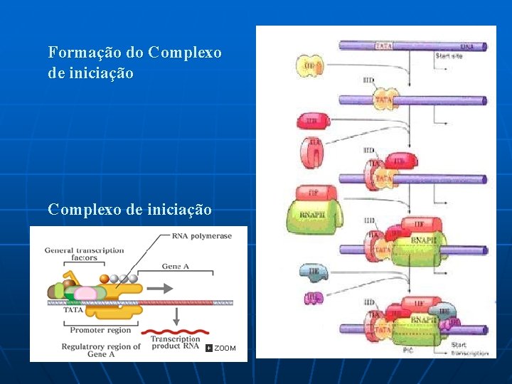 Formação do Complexo de iniciação 