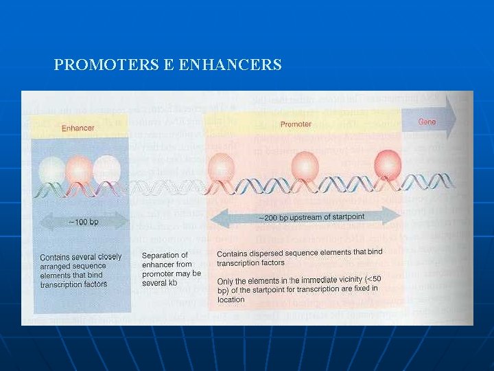 PROMOTERS E ENHANCERS 