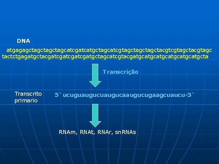 DNA atgagagctagctagcatcgatcatgctagcatcgtagctagctacgtcgtagctacgtagc tactctgagatgctacgatcgatgctagcatcgtacgatgcatgcatgcta Transcrição Transcrito primario 5`ucuguaugucaaugucugaagcuaucu-3` RNAm, RNAt, RNAr, sn. RNAs 