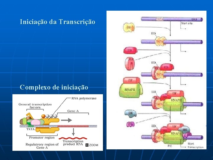 Iniciação da Transcrição Complexo de iniciação 