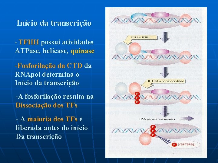 Início da transcrição - TFIIH possui atividades ATPase, helicase, quinase -Fosforilação da CTD da