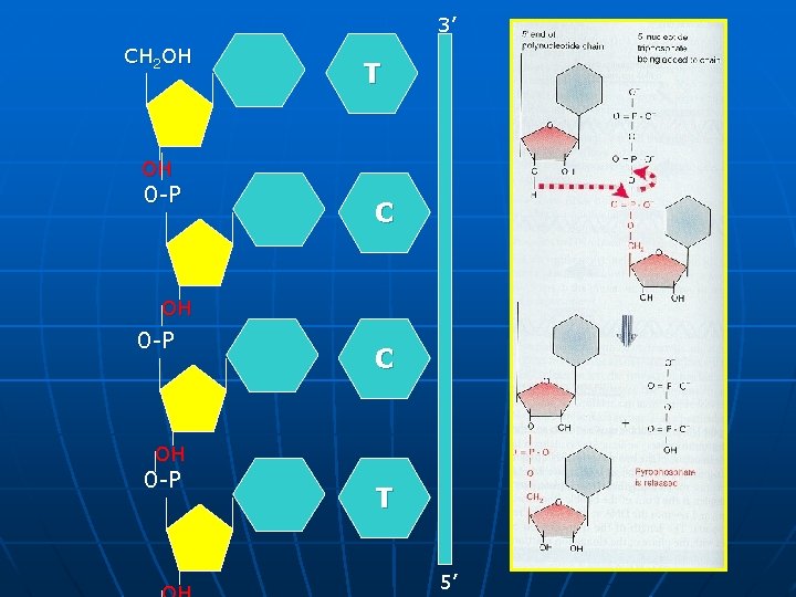 3’ CH 2 OH A T OH 0 -P C OH 0 -P T
