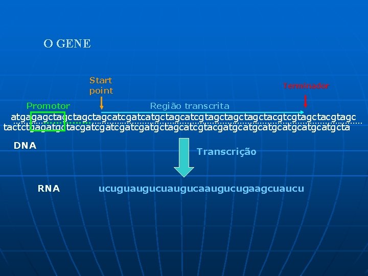 O GENE Start point Promotor Terminador Região transcrita atgagagctagctagcatcgatcatgctagcatcgtagctagctacgtcgtagctacgtagc …………………………………………………………… tactctgagatgctacgatcgatgctagcatcgtacgatgcatgcatgcta DNA Transcrição RNA