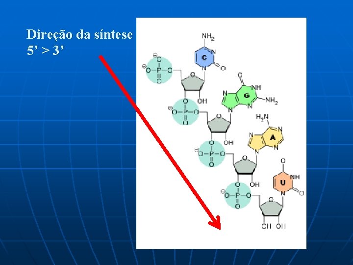 Direção da síntese 5’ > 3’ 